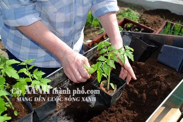 Trồng cây trong chậu nên dùng đất đóng bao loại nào? 3
