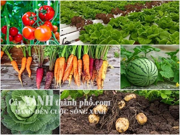 Đất thịt đóng bao phù hợp trồng những loại cây nào? 2