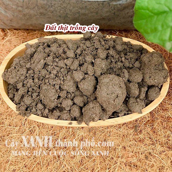 Đất thịt đóng bao phù hợp trồng những loại cây nào? 3
