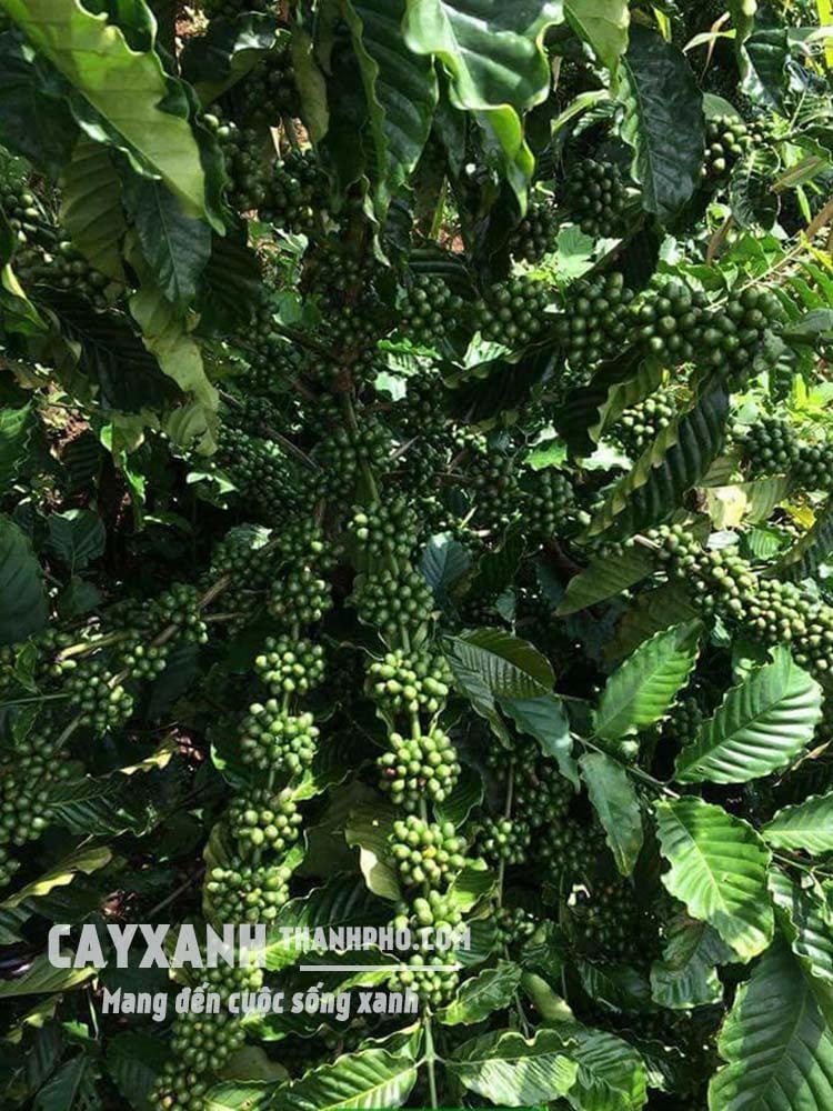 Đất Bazan phù hợp trồng cây gì nhất, bạn đã biết chưa?