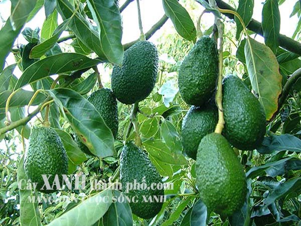 Đất Bazan phù hợp trồng cây gì nhất, bạn đã biết chưa? 2