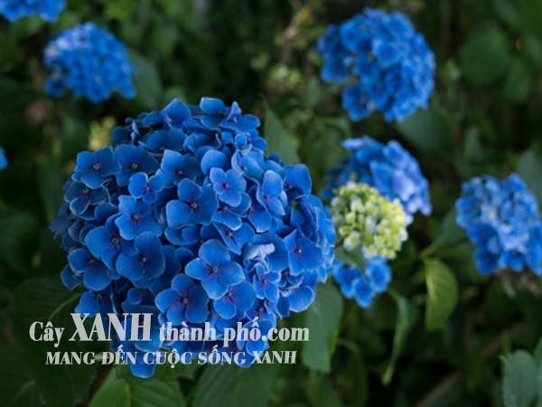 Đất Bazan phù hợp trồng cây gì nhất, bạn đã biết chưa? 3