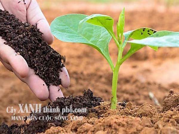 Đất trồng cây đóng bao trộn sẵn gồm những thành phần gì? 3