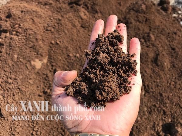Đất Bazan - Địa chỉ bán đất Bazan trồng cây chất lượng, giá rẻ 2