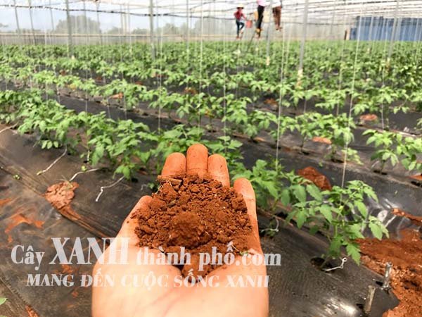 Đất đỏ Bazan mua ở đâu chuẩn chất lượng, giá tốt? 2