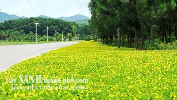 cỏ đậu phộng có tác dụng gì 2