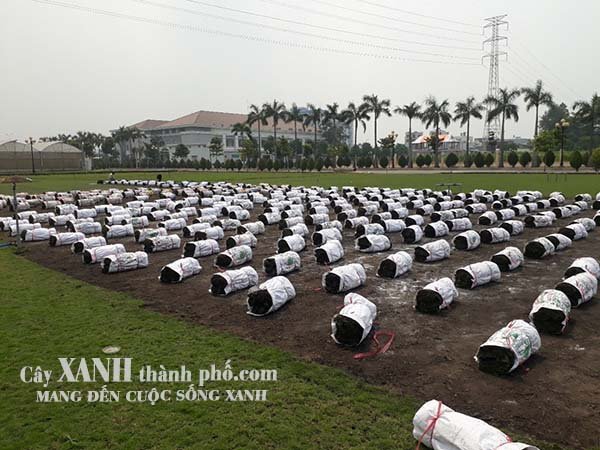 giá cỏ nhật
