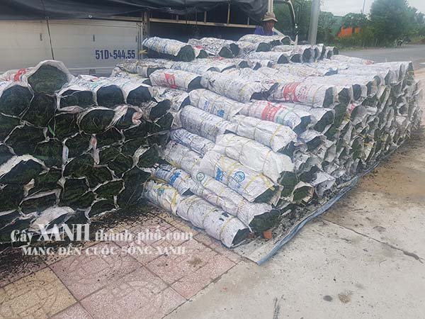 giá 1m2 cỏ nhật 3