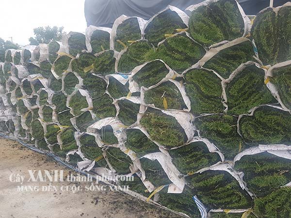 giá 1m2 cỏ nhật 2