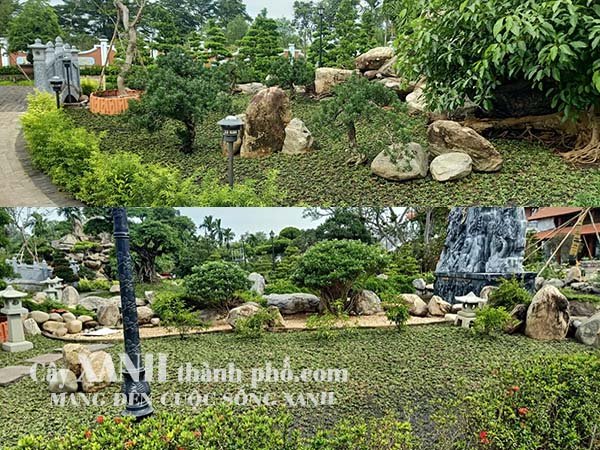 giá cỏ lá gừng thái và dịch vụ trồng cỏ