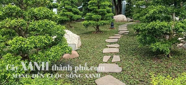 giá cỏ lá gừng thái và dịch vụ trồng cỏ 2