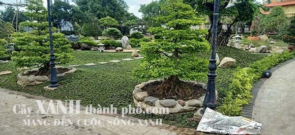 giá cỏ lá gừng thái và dịch vụ trồng cỏ 3