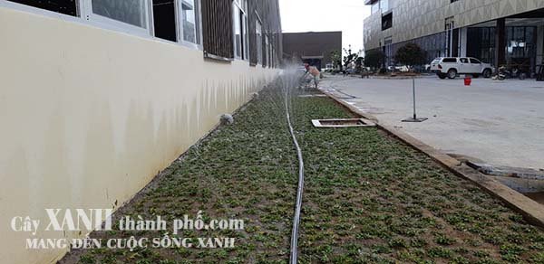cách chăm sóc cỏ lá gừng thái 2