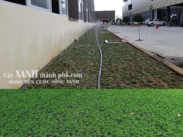 cách chăm sóc cỏ lá gừng thái