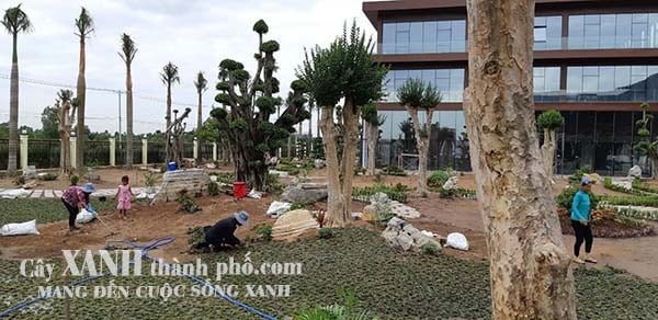 cách trồng cỏ lá gừng thái 3