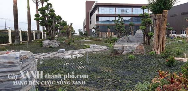 cách trồng cỏ lá gừng thái 2