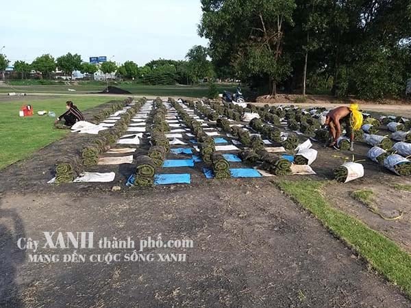 bán cỏ nhật 2