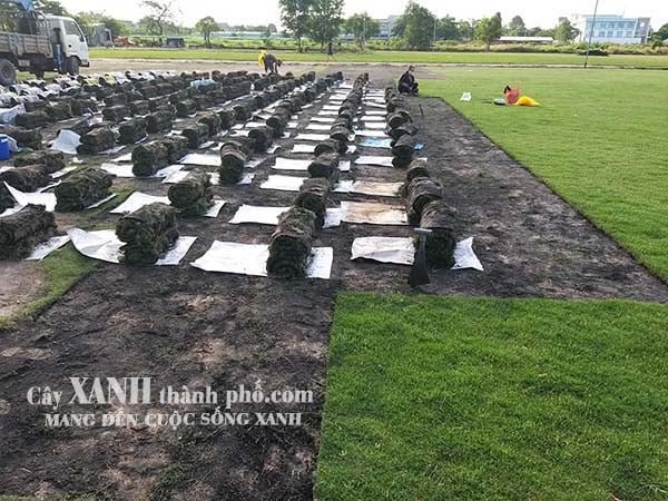 bán cỏ nhật