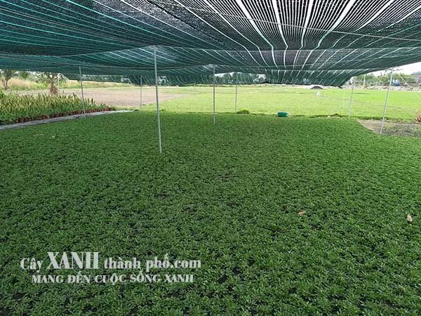 cỏ lá gừng thái lan mua ở đâu 3