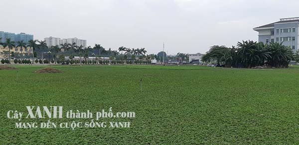 cỏ lá gừng thái lan mua ở đâu 2