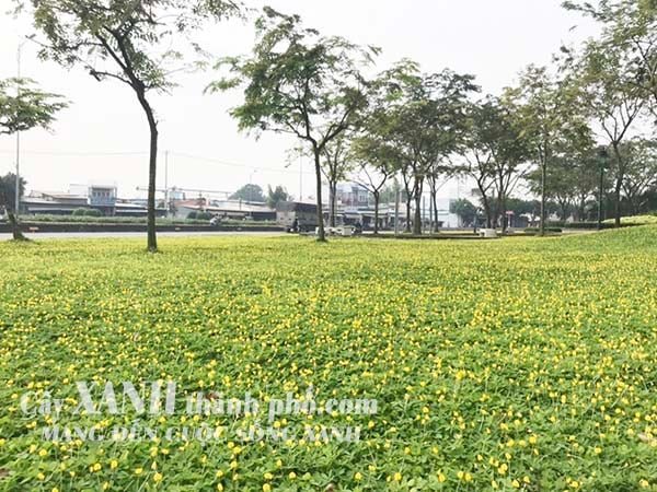 Kỹ thật trồng và chăm sóc cỏ đậu phộng