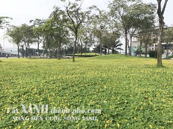 Kỹ thật trồng và chăm sóc cỏ đậu phộng 2