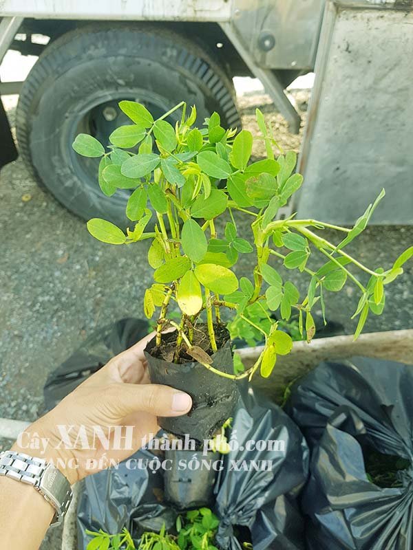 Kỹ thật trồng và chăm sóc cỏ đậu phộng 3