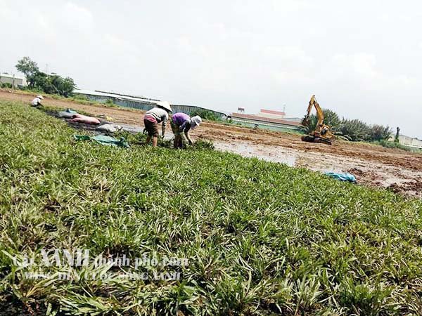 kỹ thuật trồng cỏ 2