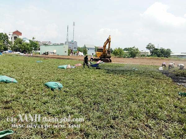 kỹ thuật trồng cỏ 3
