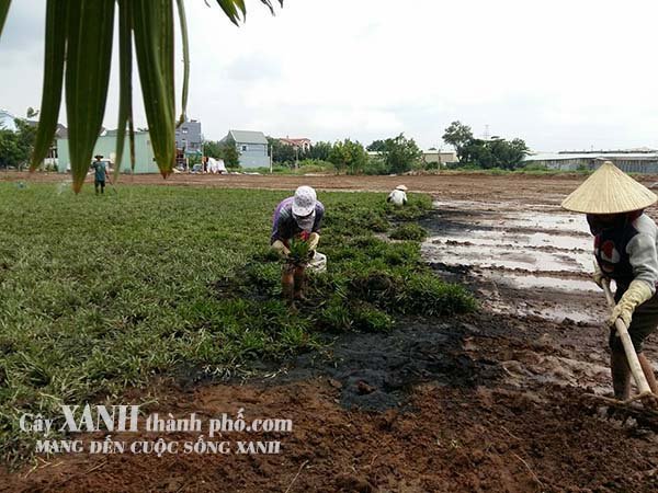 kỹ thuật trồng cỏ