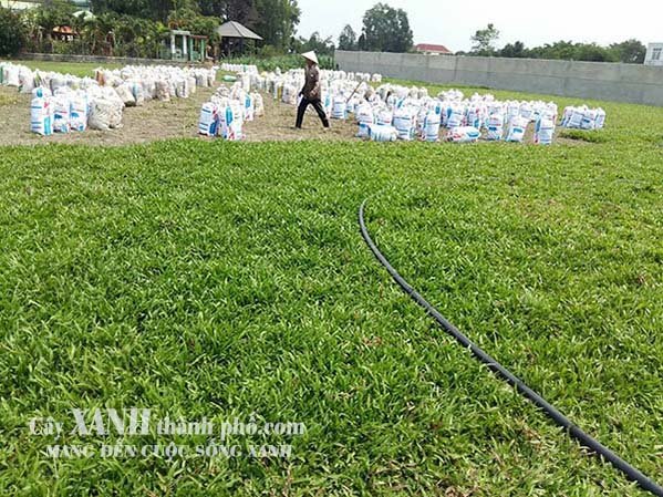 cỏ lá gừng mua ở đâu 2