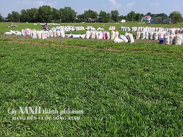 cỏ lá gừng mua ở đâu