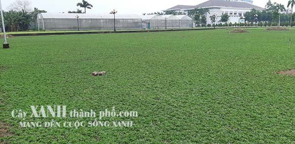 cỏ sân vườn 3