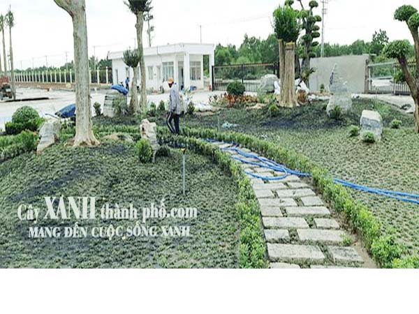 cỏ sân vườn 2