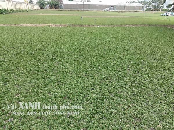Cỏ lá gừng thái - Kỹ thuật trồng và Báo giá 2