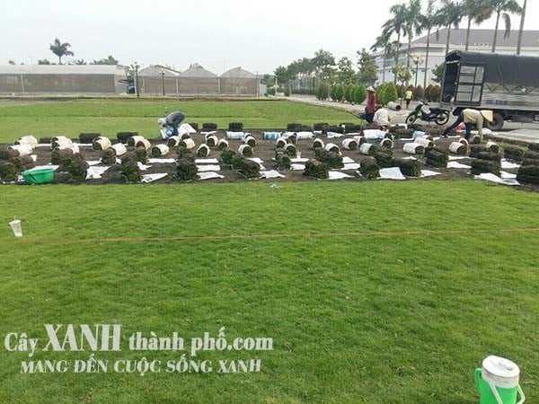 Cỏ nhật – Giá cỏ nhật và Kỹ thuật trồng 3