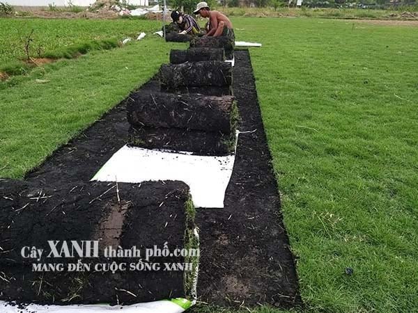 Cỏ nhật – Giá cỏ nhật và Kỹ thuật trồng 2