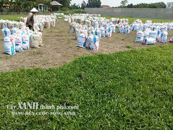 báo giá cỏ lá tre 2