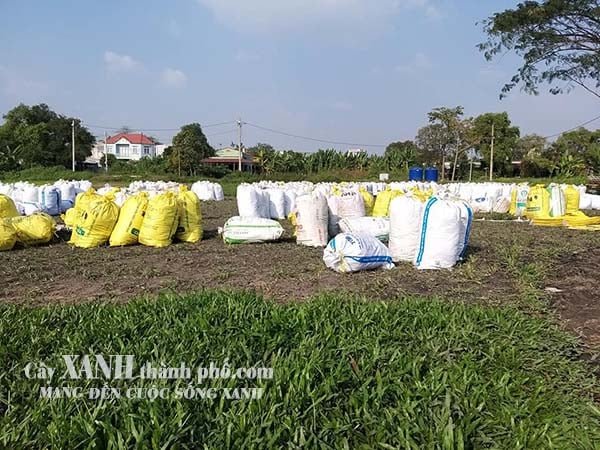 Cỏ lá tre – Báo giá cỏ lá tre và các phương pháp trồng cỏ