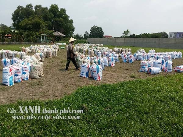 Cỏ lá tre –  Báo giá cỏ lá tre và các phương pháp trồng cỏ 2
