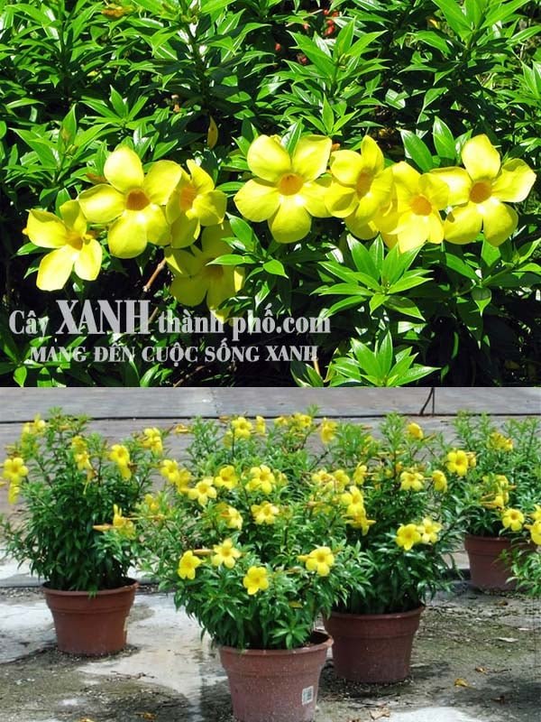 Hoa dây leo (Hoa huỳnh anh)