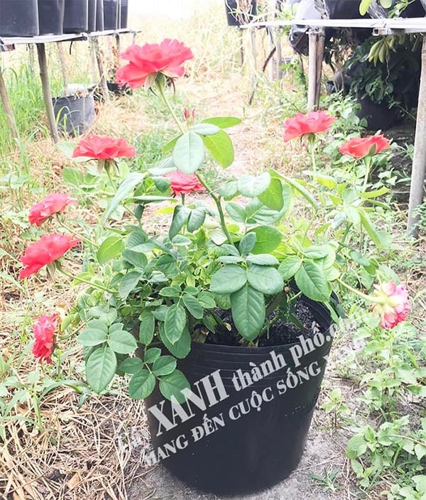 Cách trồng hoa hồng – Cây hoa hồng công trình 3