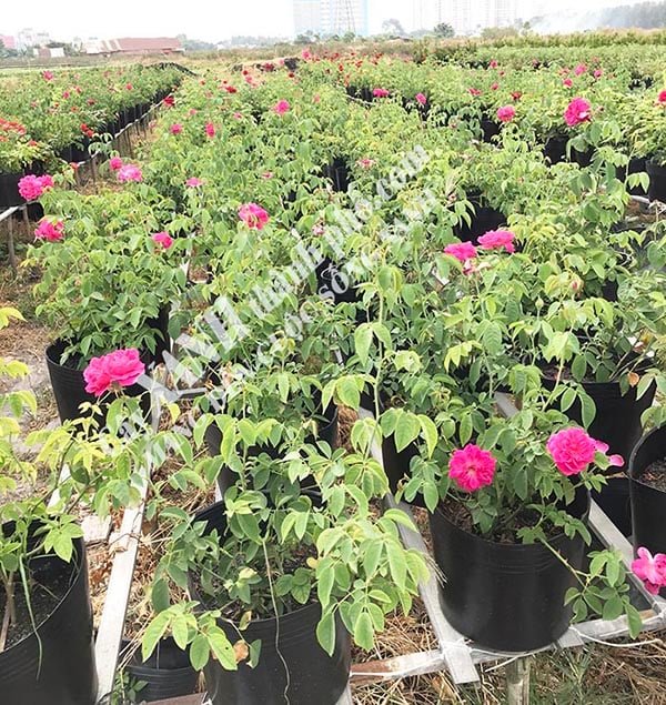 Cách trồng hoa hồng – Cây hoa hồng công trình 2