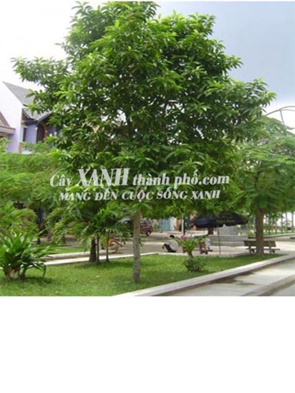 Cây Vối - Công dụng lá vối