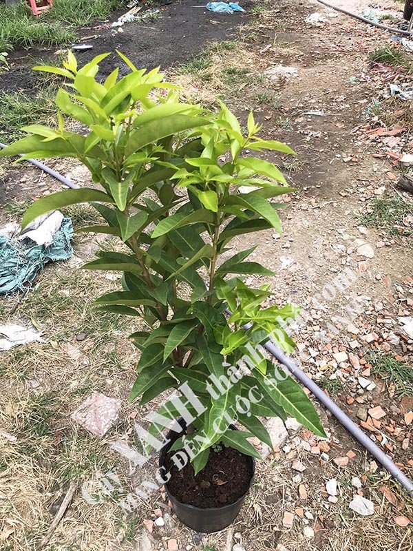 Cây Vối - Công dụng lá vối 3