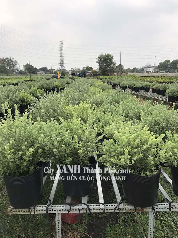 Cây trồng sân vườn - Tuyết sơn phi hồ 2