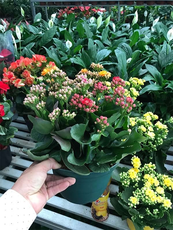 Cây để bàn văn phòng │ Cây Sống Đời - Cây Cảnh Có Hoa Để Bàn Làm Việc 3