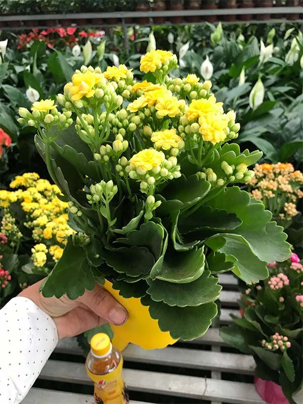 Cây để bàn văn phòng │ Cây Sống Đời - Cây Cảnh Có Hoa Để Bàn Làm Việc
