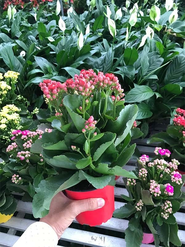 Cây để bàn văn phòng │ Cây Sống Đời - Cây Cảnh Có Hoa Để Bàn Làm Việc 2