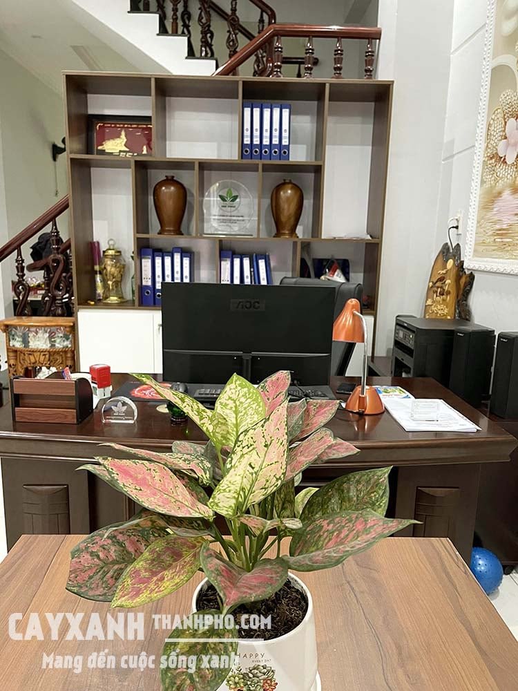 Cây cảnh để bàn làm việc │Vạn Lộc Đỏ - Cây phong thủy mang đến may mắn, tài lộc